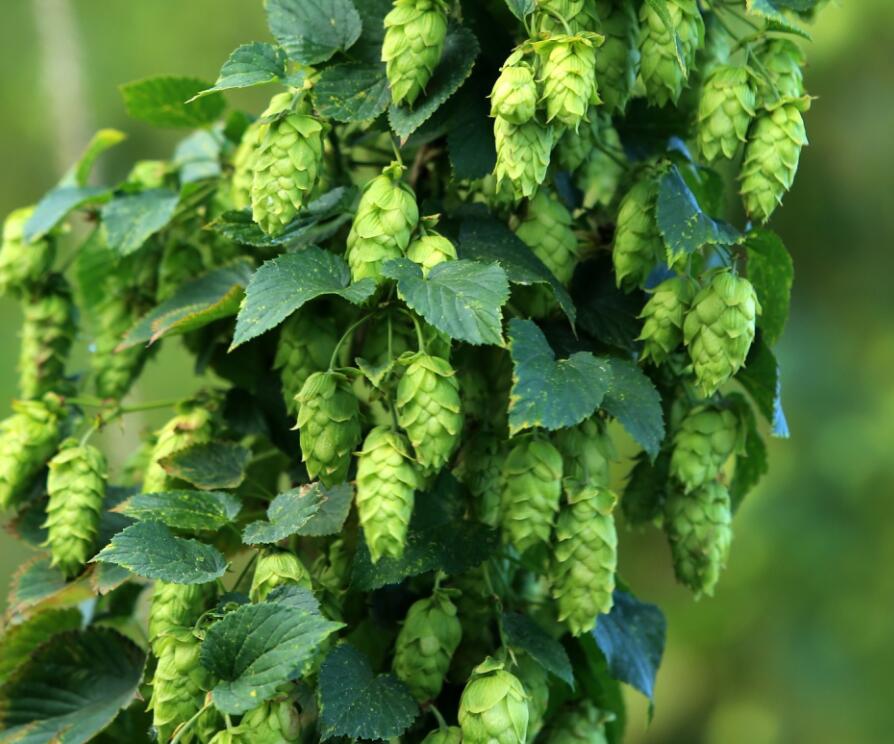 <b>What kind of environment is suitable for hops growing?</b>